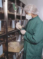 Careful analysis of the results of tests on rodents could reduce the number of primates neededy