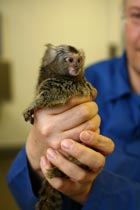 Only few candidate pharmaceuticals are actually tested on primates